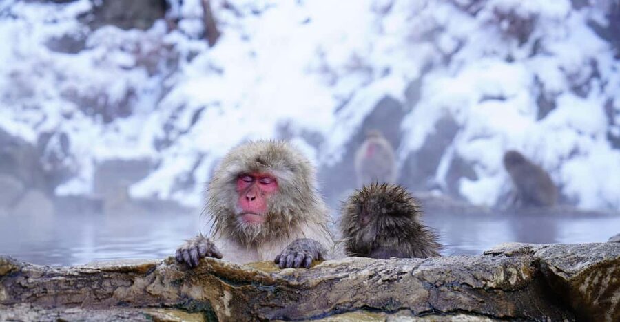 Nagano: Snow Monkeys, Zenkoji Temple & Sake Day Trip - Shibu Onsen: the onsen town stroll that slows the whole day down