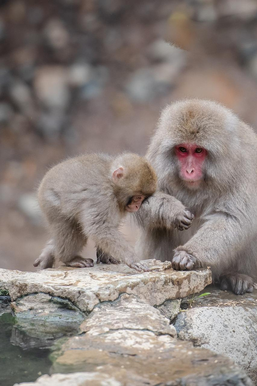 Nagano: Snow Monkeys, Zenkoji Temple & Sake Day Trip - What’s included, and what you should budget for next