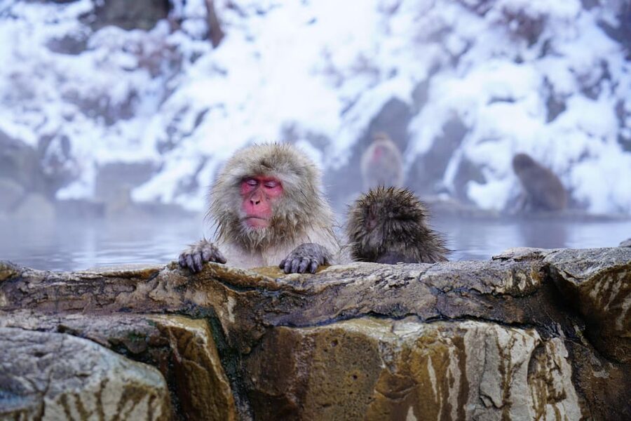 Nagano: Snow Monkeys, Zenkoji Temple & Sake Day Trip - Price and value for a group of up to 6