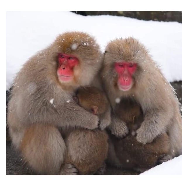 Nagano/Tokyo: Snow Monkey Private Day Tour At Lowest Rate - Price and value: when $399 feels fair