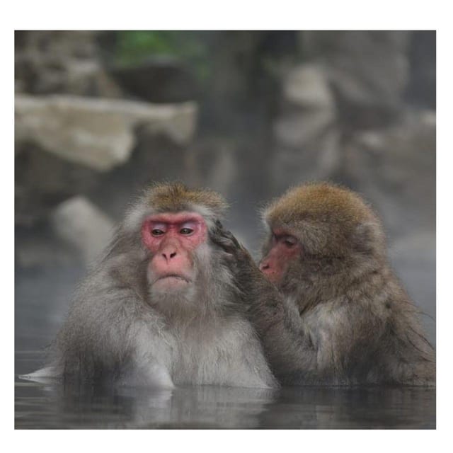 Nagano/Tokyo: Snow Monkey Private Day Tour At Lowest Rate - Matsumoto Castle, Crow Castle views, and timing reality