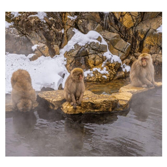 Nagano/Tokyo: Snow Monkey Private Day Tour At Lowest Rate - Obuse: Hokusai, art streets, and chestnut comfort food