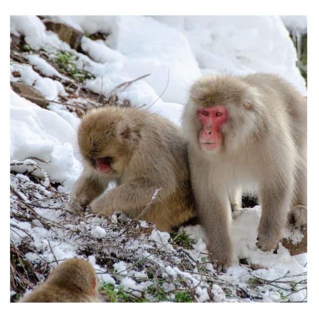 Nagano/Tokyo: Snow Monkey Private Day Tour At Lowest Rate - Samurai past in Matsushiro: Sanada clan and quiet streets