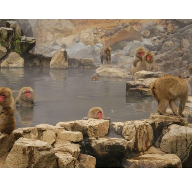 Nagano Tokyo: Snow Monkey Private Day Tour Hotel Pick & Drop - A Private Nagano Day That Feels Custom, Not Cookie-Cutter