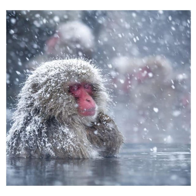 Nagano Tokyo: Snow Monkey Private Day Tour Hotel Pick & Drop - Shibu Onsen and Obuse: Lantern Streets, Bathhouse Culture, and Hokusai