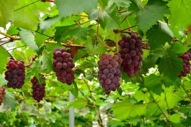 One Day Tour to Oishi Park and Fruit Picking in Mt. Fuji Tokyo - Price and value: what you are actually paying for at $125.39
