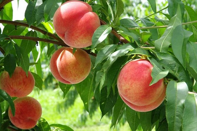 One Day Tour to Oishi Park and Fruit Picking in Mt. Fuji Tokyo - Time management tips for a 9 to 10 hour day
