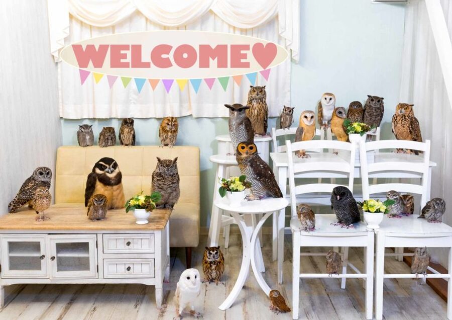 Owl Cafe Tokyo Akiba Fukurou - Quick hits: what makes Owl Cafe Tokyo Akiba Fukurou special