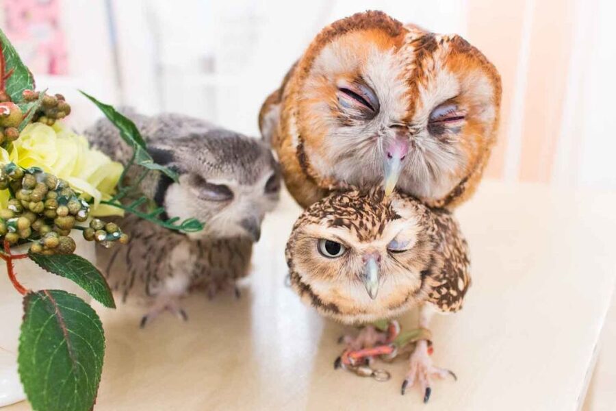 Owl Cafe Tokyo Akiba Fukurou - What to do right after your owl session