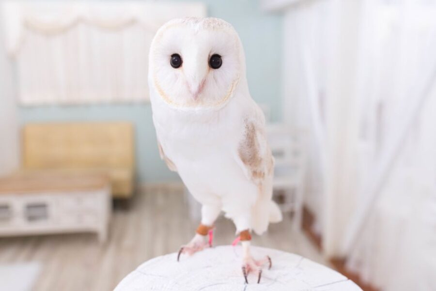 Owl Cafe Tokyo Akiba Fukurou - Where this owl café sits in Akihabara, and what that means for your day
