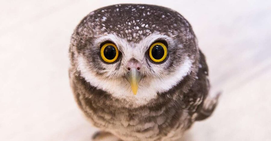 Owl Cafe Tokyo Akiba Fukurou - The owl encounter session: what happens during your 50 minutes