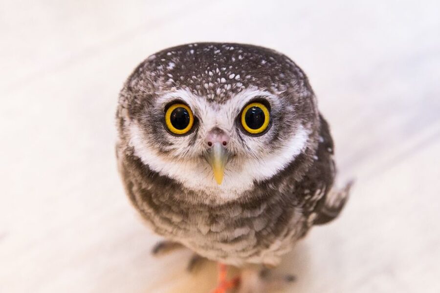 Owl Cafe Tokyo Akiba Fukurou - The welfare rules and hand disinfecting: why the staff insist on them