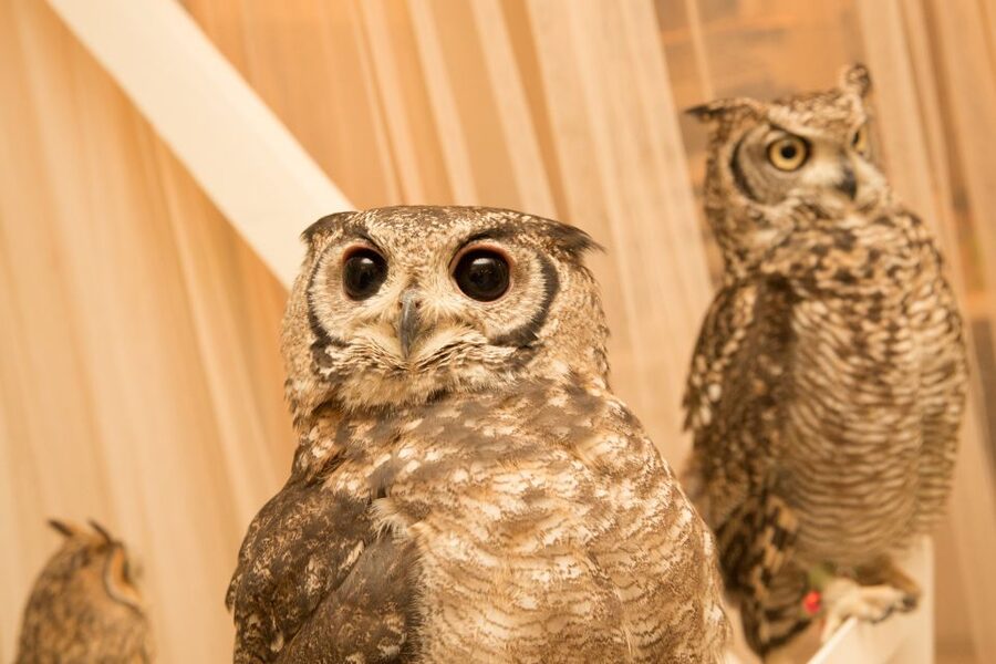 Owl Cafe Tokyo Akiba Fukurou - Who the owls are: personalities, species variety, and the fun part of choosing a favorite