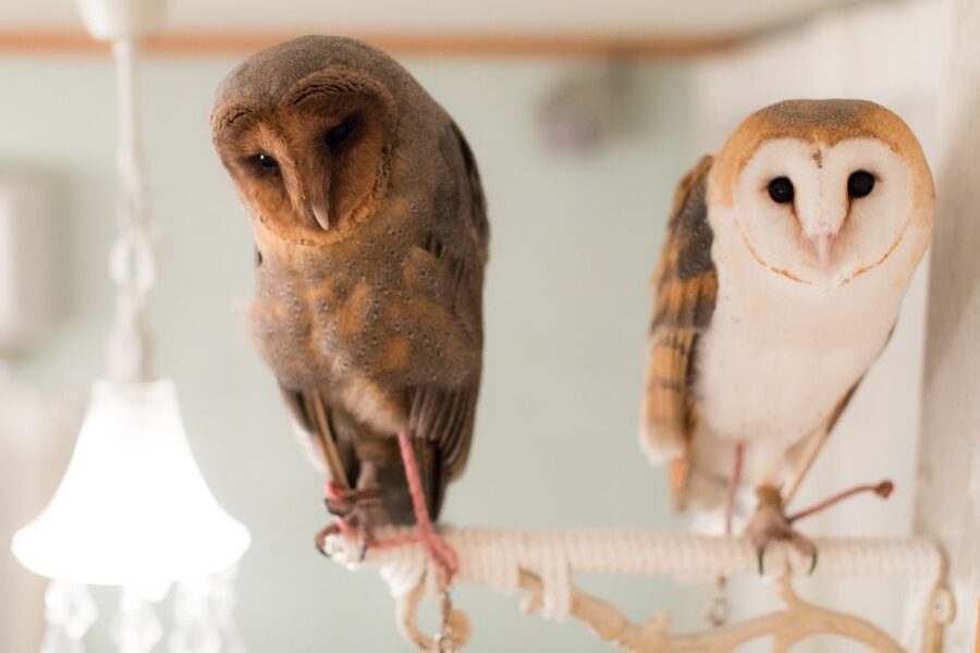 Owl Cafe Tokyo Akiba Fukurou - “Cafe” is the name, but the experience is the owls