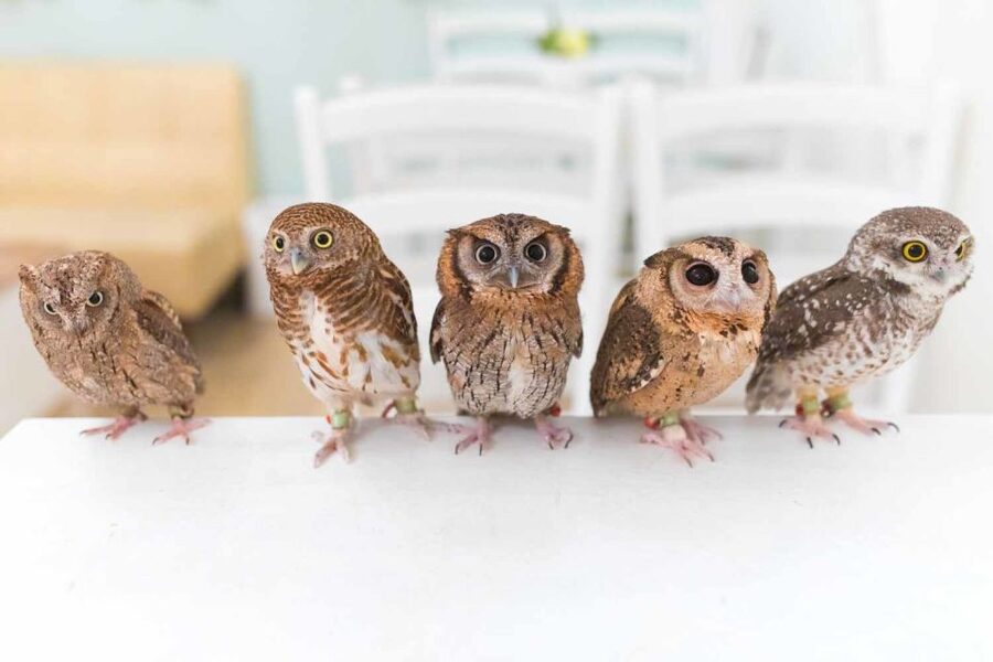 Owl Cafe Tokyo Akiba Fukurou - Price and value: is $35 for 50 minutes a good deal?