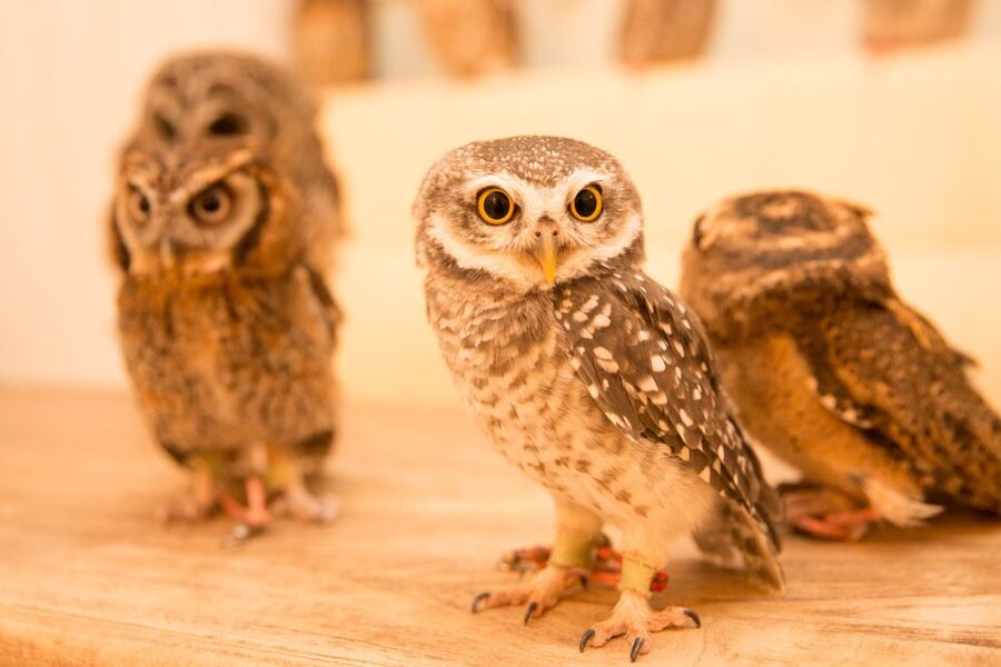 Owl Cafe Tokyo Akiba Fukurou - Accessibility to your schedule: timing, language support, and group feel