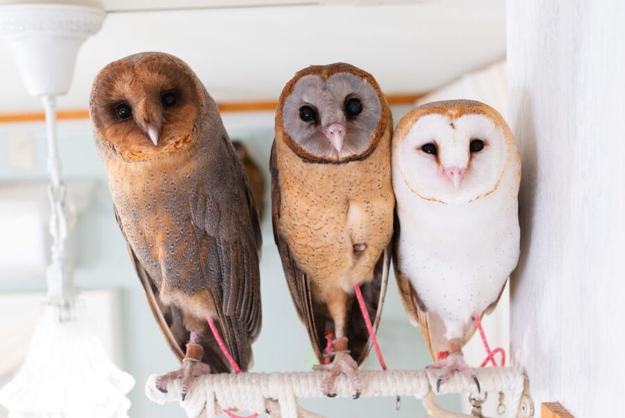 Owl Cafe Tokyo Akiba Fukurou - Check-in and reserved entry: how you skip the chaos