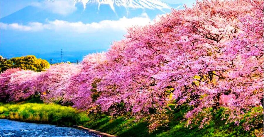 Private Mount Fuji sightseeing Day trip with English Guide - Why this private Mt Fuji day trip from Tokyo feels easier