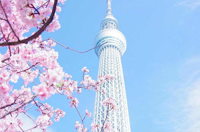 Private Tour in Tokyo with English speaking driver - Meiji Jingu Shrine, plus optional Yoyogi Park and Takeshita