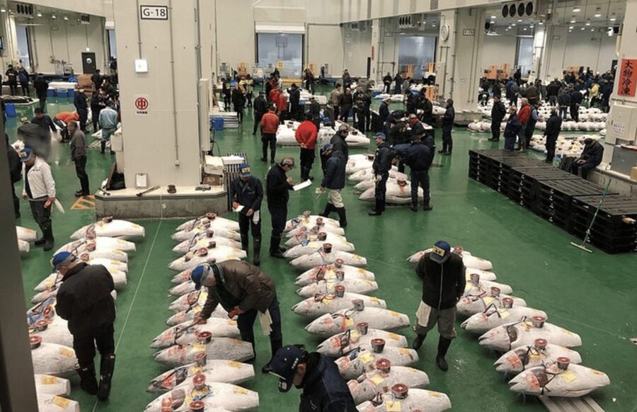 Private Toyosu & Tsukiji Market Adventure with Tuna Auction - Touring the professional market: learning the seafood supply chain