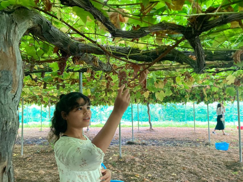 Seasonal Mt. Fuji Scenic Views, Fruit Picking and Ropeway! - Key Takeaways Before You Go
