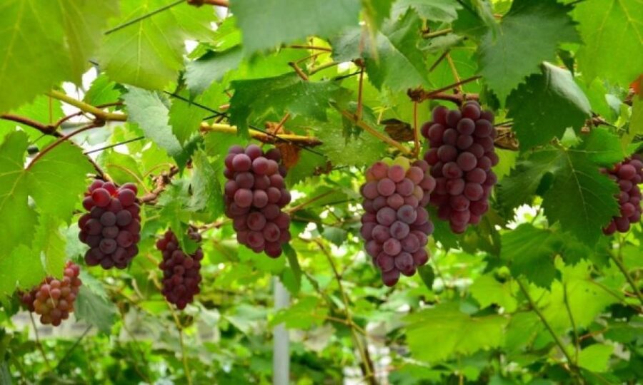 Seasonal Mt. Fuji Scenic Views, Fruit Picking and Ropeway! - How Seasonal Mt. Fuji Changes Your Day Plan
