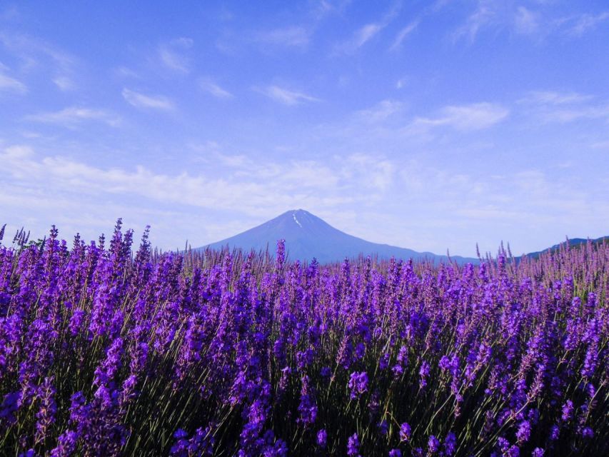Seasonal Mt. Fuji Scenic Views, Fruit Picking and Ropeway! - The Ropeway Ride: Why The Gondola Works So Well Here