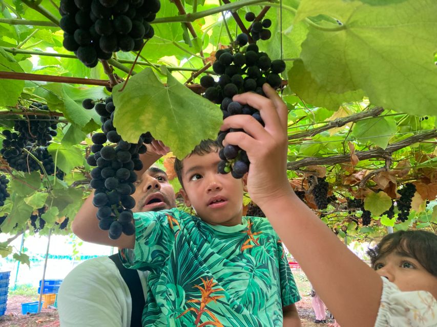 Seasonal Mt. Fuji Scenic Views, Fruit Picking and Ropeway! - When The Weather Plays Tricks: Visibility And Schedule Shifts