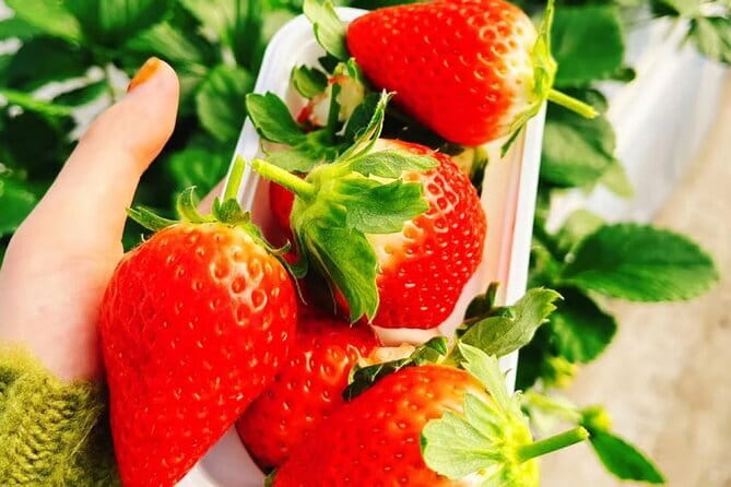Seasonal Mt. Fuji Scenic Views, Fruit Picking and Ropeway Ride! - Udon lunch in Yamanashi: the included houtou pot set meal