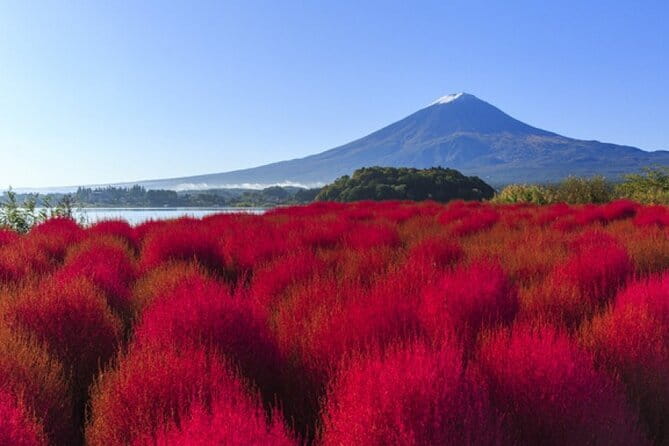 Seasonal Mt. Fuji Scenic Views, Fruit Picking and Ropeway Ride! - The guides, the group pace, and how to avoid a frustrating day
