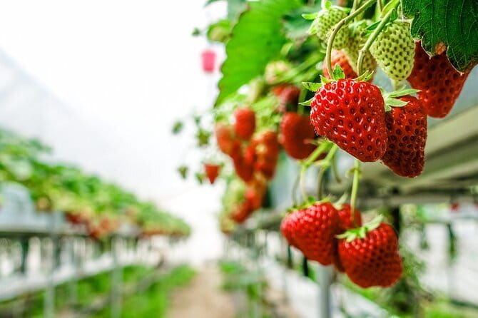 Seasonal Mt. Fuji Scenic Views, Fruit Picking and Ropeway Ride! - Mount Fuji 5th Station plans, plus the Plan B that keeps the day alive