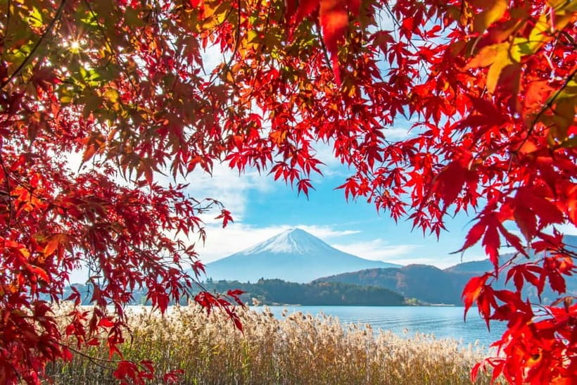 Seasonal Mt. Fuji Scenic Views, Fruit Picking and Ropeway! - Tokyo Pickup, Shinjuku Meeting Point, And The Bus Reality