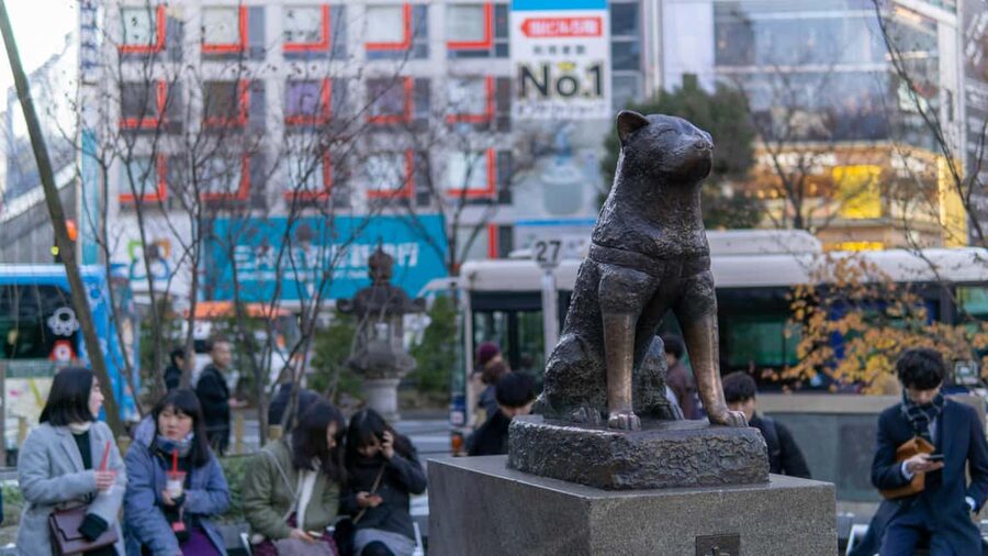 Shibuya: Crossing, Hachiko & Shibuya Sky Guided Tour - The Guide Makes the Difference, Especially for Photos