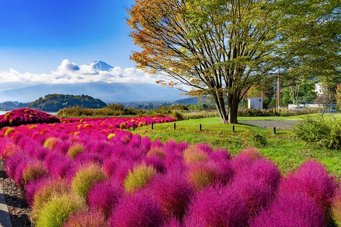 Small Group Tour Mount Fuji and Lake Kawaguchi from Tokyo - Oishi Park for Lake Kawaguchi views that feel worth the drive