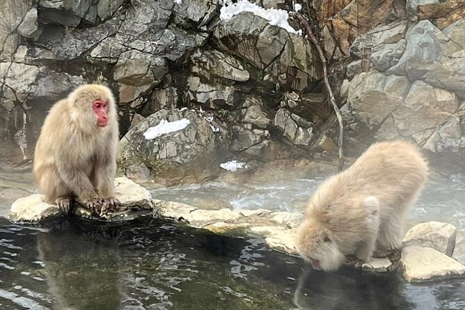 Snow Monkey Nagano Day Tour by Car English Driver in Person Guide - Snow monkey timing and how to plan your best 2 hours