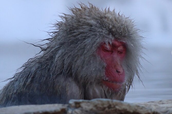 Snow Monkey Nagano Day Tour by Car English Driver in Person Guide - What the schedule actually feels like (10 hours, two main stops)