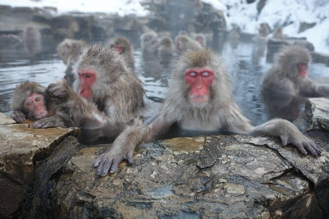 Snow Monkey Park and Miso Production Tour Bullet Train from Tokyo - Key points