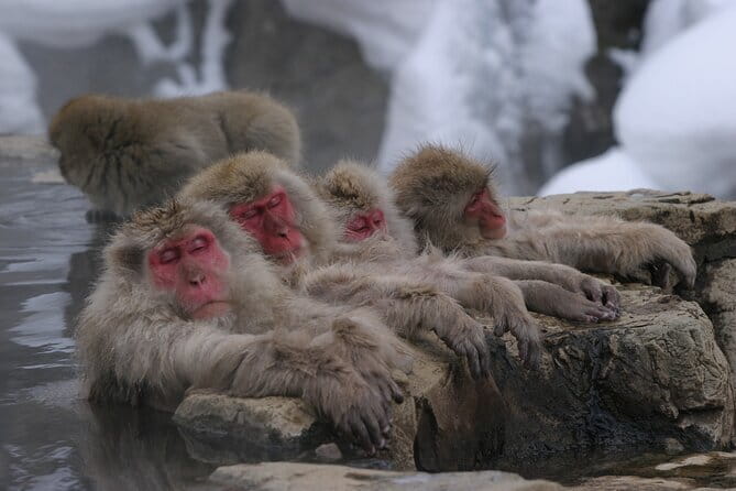 Snow Monkey Park and Miso Production Tour Bullet Train from Tokyo - Stop 2, 塩屋醸造: miso production that explains why Japan tastes like Japan