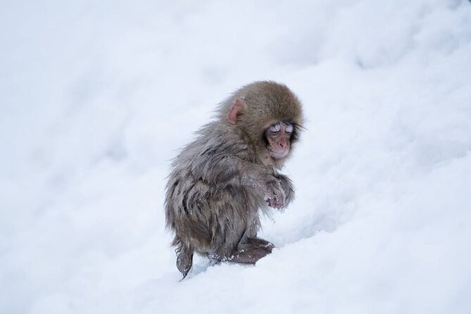 Snow Monkey Park & Zenkoji Temple Nagano Pvt. Full Day Tour. - Tokyo to Nagano by Private Car, why it works (and where it can drag)