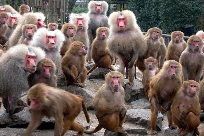 Snow Monkey Park & Zenkoji Temple Nagano Pvt. Full Day Tour. - Jigokudani Snow Monkey Park: close-up monkeys, plus steps and mud