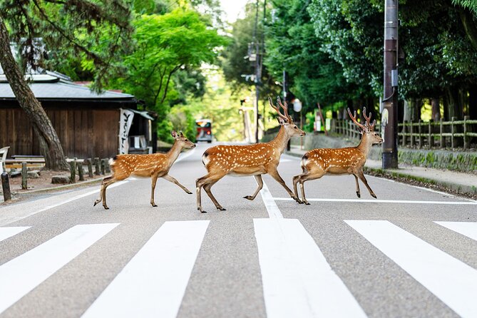 Super Express Nara & Kyoto Private 1-Day Tour from Tokyo - What you’re really buying: guided logistics plus iconic stops