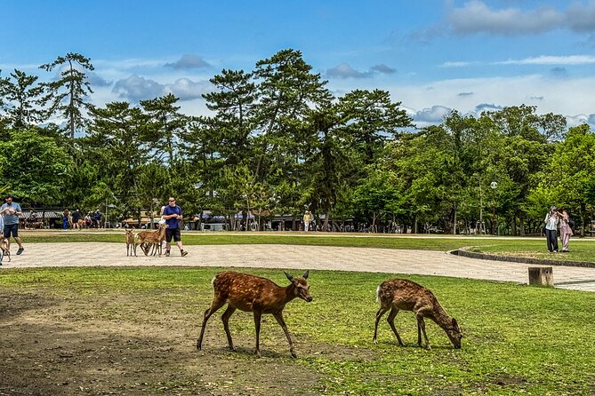 Super Express Nara & Kyoto Private 1-Day Tour from Tokyo - Bullet train and limited express: why the rail choices matter