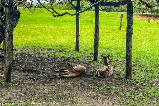 Super Express Nara & Kyoto Private 1-Day Tour from Tokyo - Nara Park and deer time, the easy first win