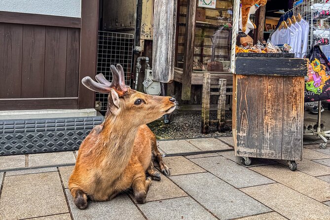 Super Express Nara & Kyoto Private 1-Day Tour from Tokyo - Nara city time: a short window to feel the old capital