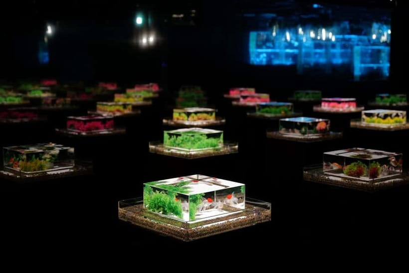 Tokyo: Art Aquarium Museum GINZA Entry Ticket - Key takeaways before you go
