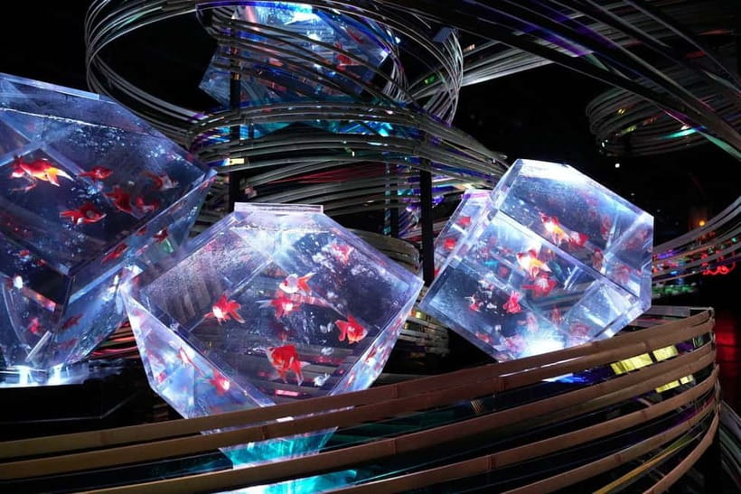 Tokyo: Art Aquarium Museum GINZA Entry Ticket - Ginza Mitsukoshi arrival, where to go first