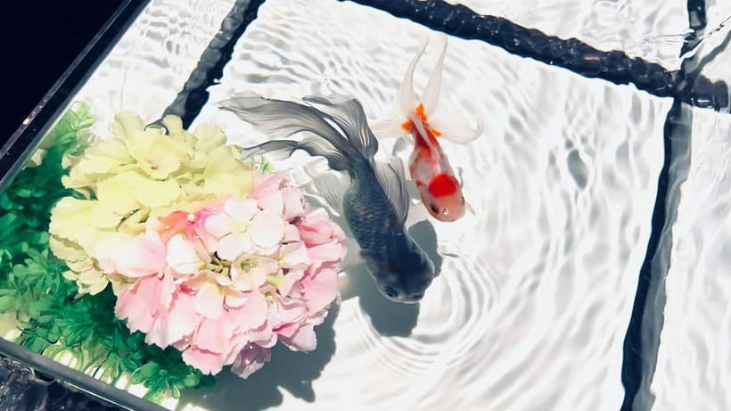 Tokyo: Art Aquarium Museum GINZA Entry Ticket - Practical logistics: timing, entry slots, and hours that change