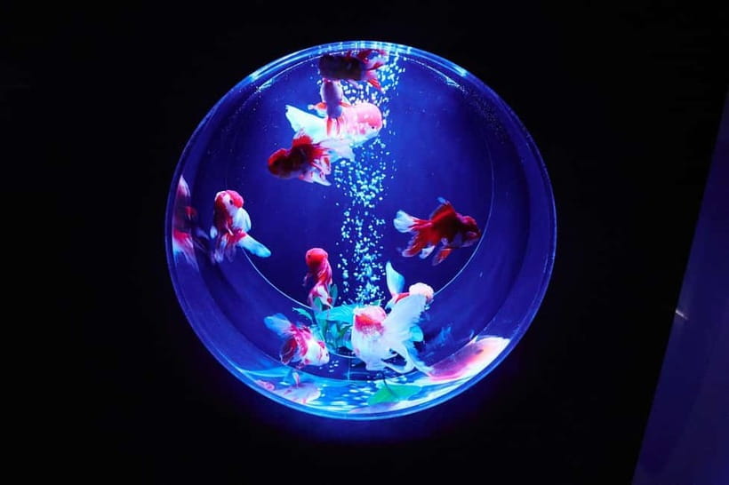 Tokyo: Art Aquarium Museum GINZA Entry Ticket - Your 1-hour window: how the sensory show works