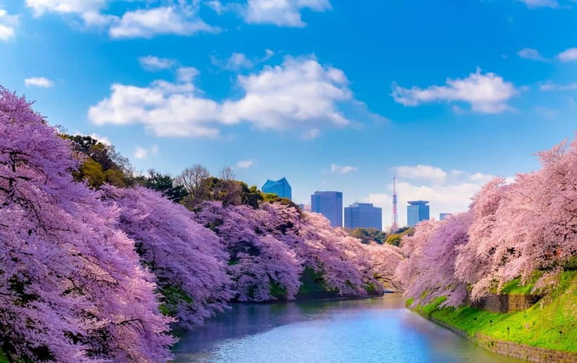 Tokyo Cherry Blossom Express Tour with Boat Ride - Cherry Blossom Tour Highlights You Actually Feel in 6 Hours