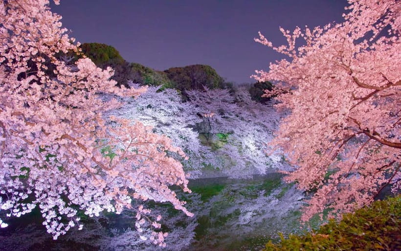 Tokyo Cherry Blossom Express Tour with Boat Ride - Starting at Koishikawa Korakuen, the Garden That Sets the Tone
